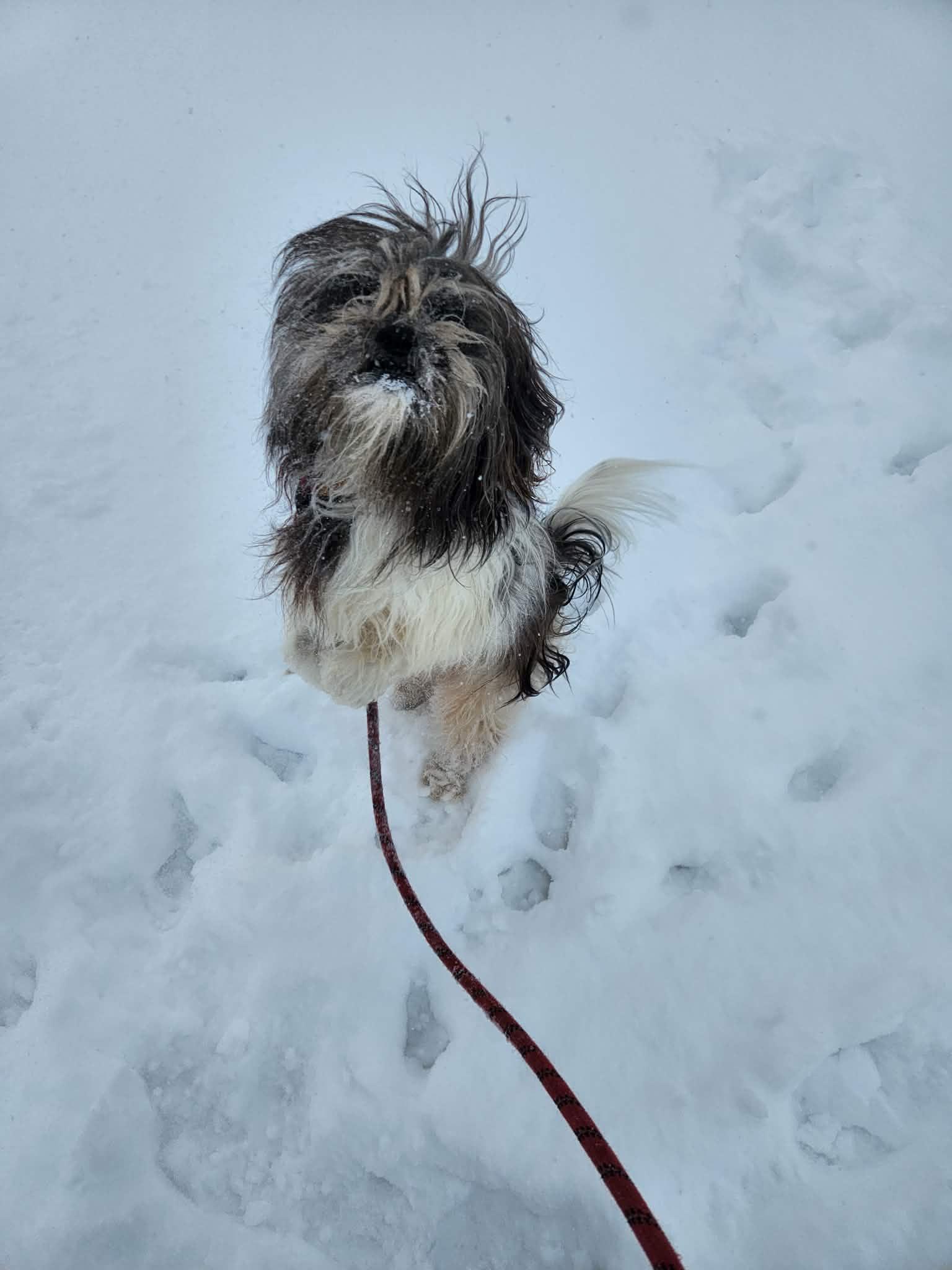 Paco, a ADOPTABLE mixed breed in Vaudreuil-Dorion, QC image 2/3