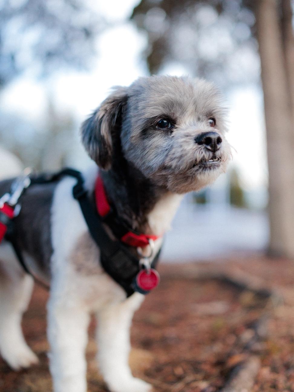 Enlarge Paco, an adopted mixed breed in Vaudreuil-Dorion, QC image 2/6