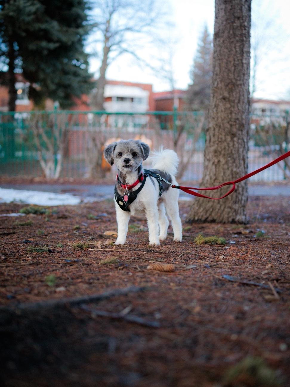 Enlarge Paco, an adopted mixed breed in Vaudreuil-Dorion, QC image 4/6