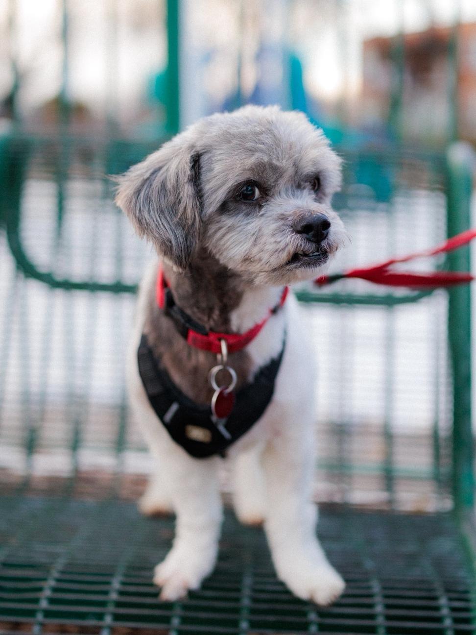 Enlarge Paco, an adopted mixed breed in Vaudreuil-Dorion, QC image 1/6