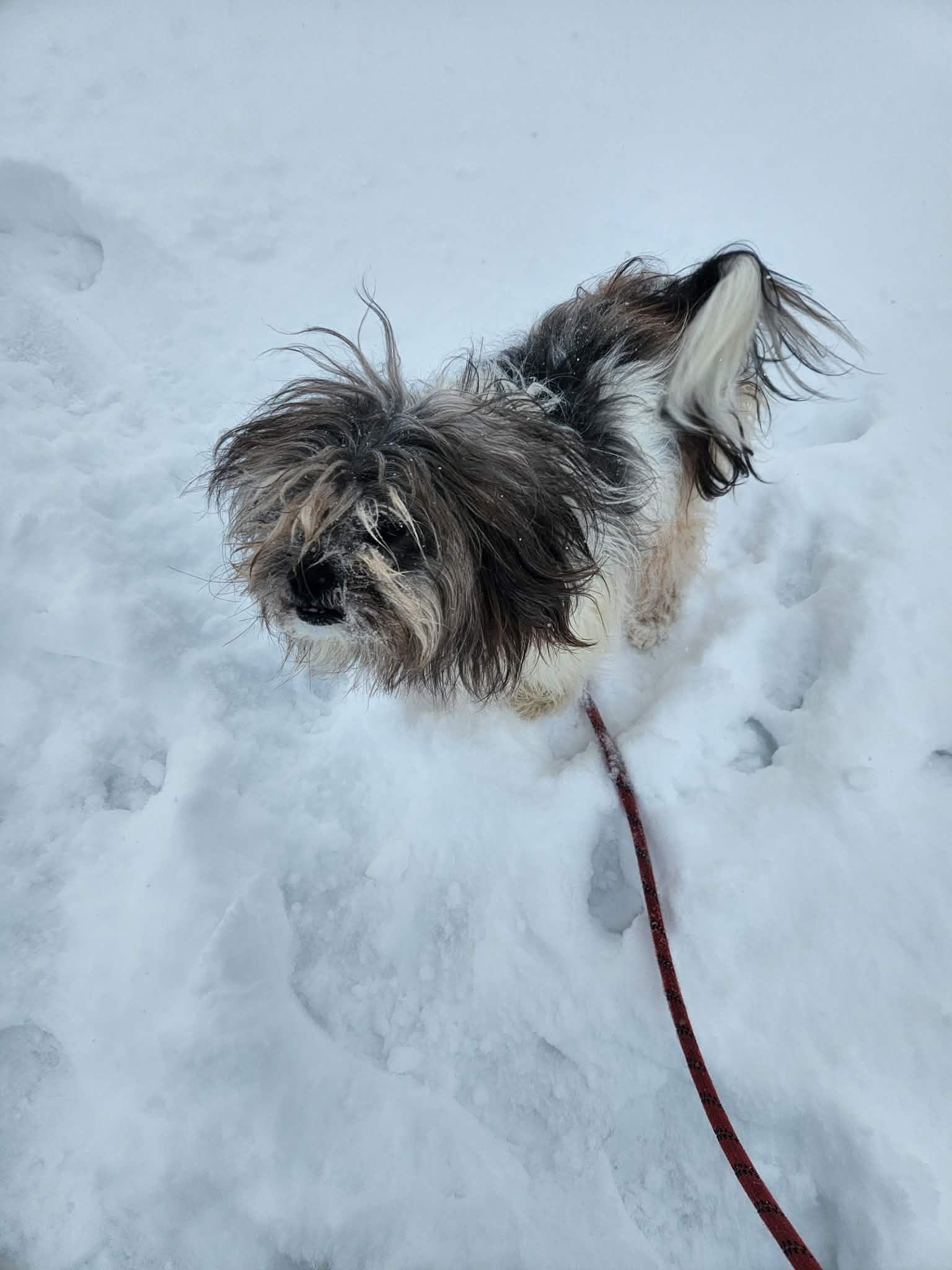 Paco, a ADOPTABLE mixed breed in Vaudreuil-Dorion, QC image 3/3