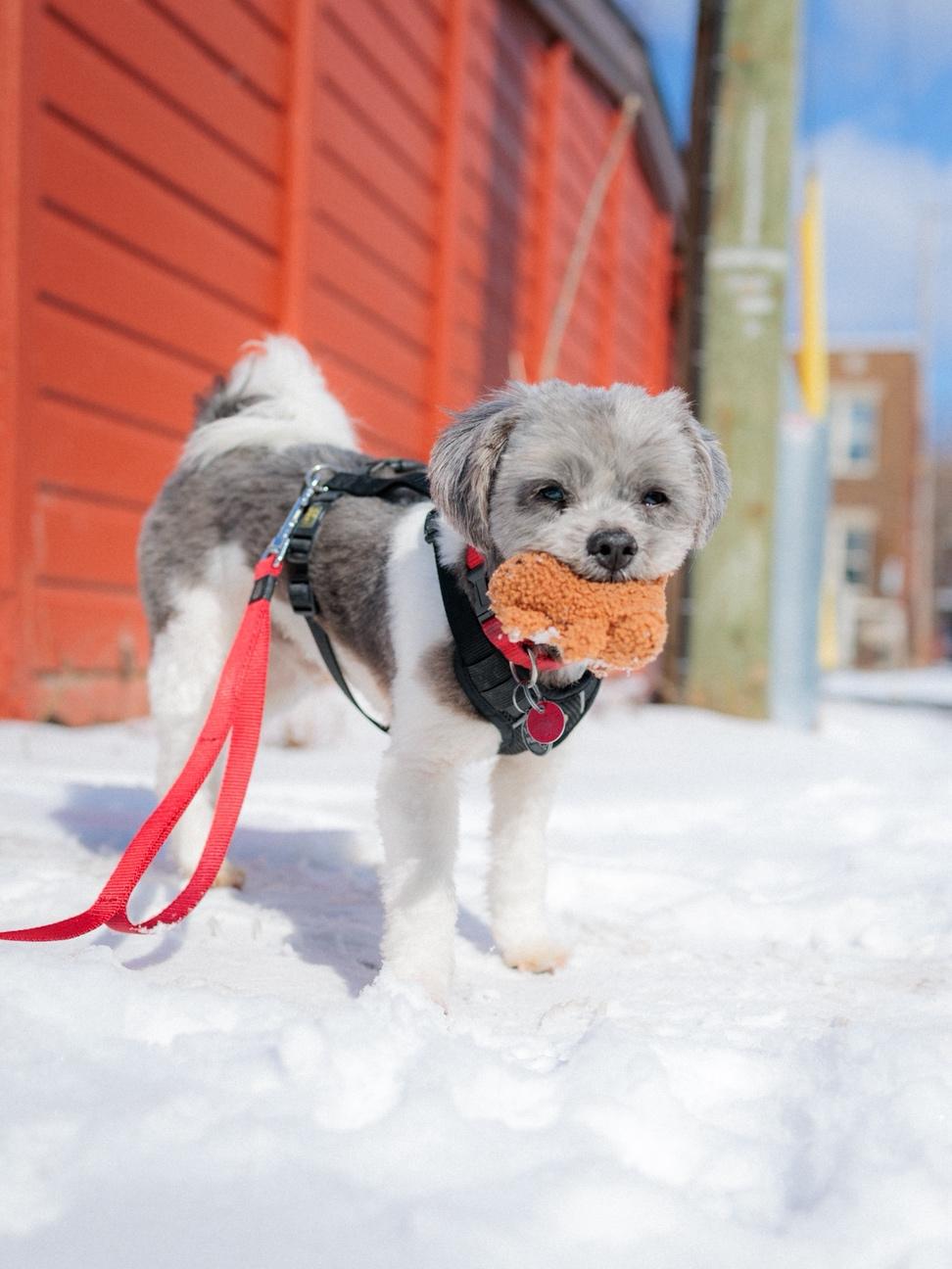 Enlarge Paco, an adopted mixed breed in Vaudreuil-Dorion, QC image 5/6