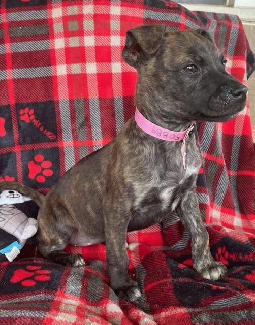 Enlarge Annie, a Adoptable Terrier in Memphis, TN image 1/5