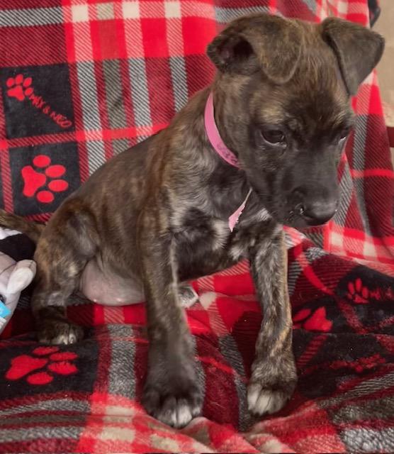 Enlarge Annie, a Adoptable Terrier in Memphis, TN image 2/5