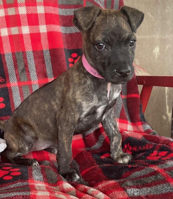 Enlarge Annie, a Adoptable Terrier in Memphis, TN image 3/5