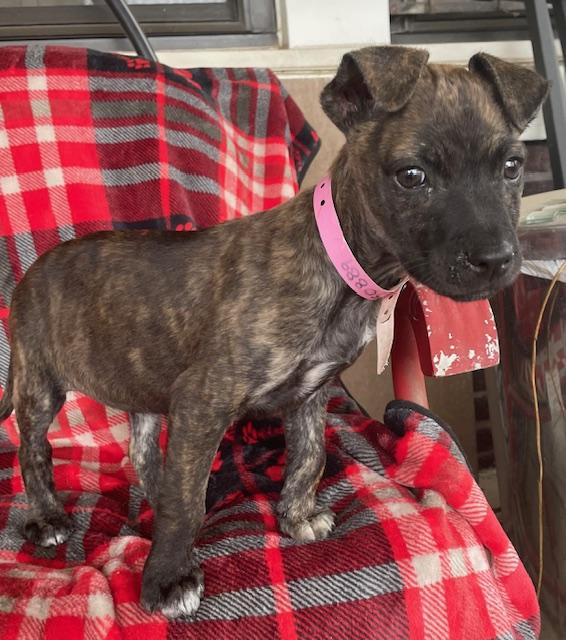 Enlarge Annie, a Adoptable Terrier in Memphis, TN image 4/5