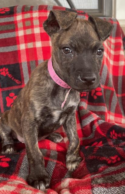 Enlarge Annie, a Adoptable Terrier in Memphis, TN image 5/5