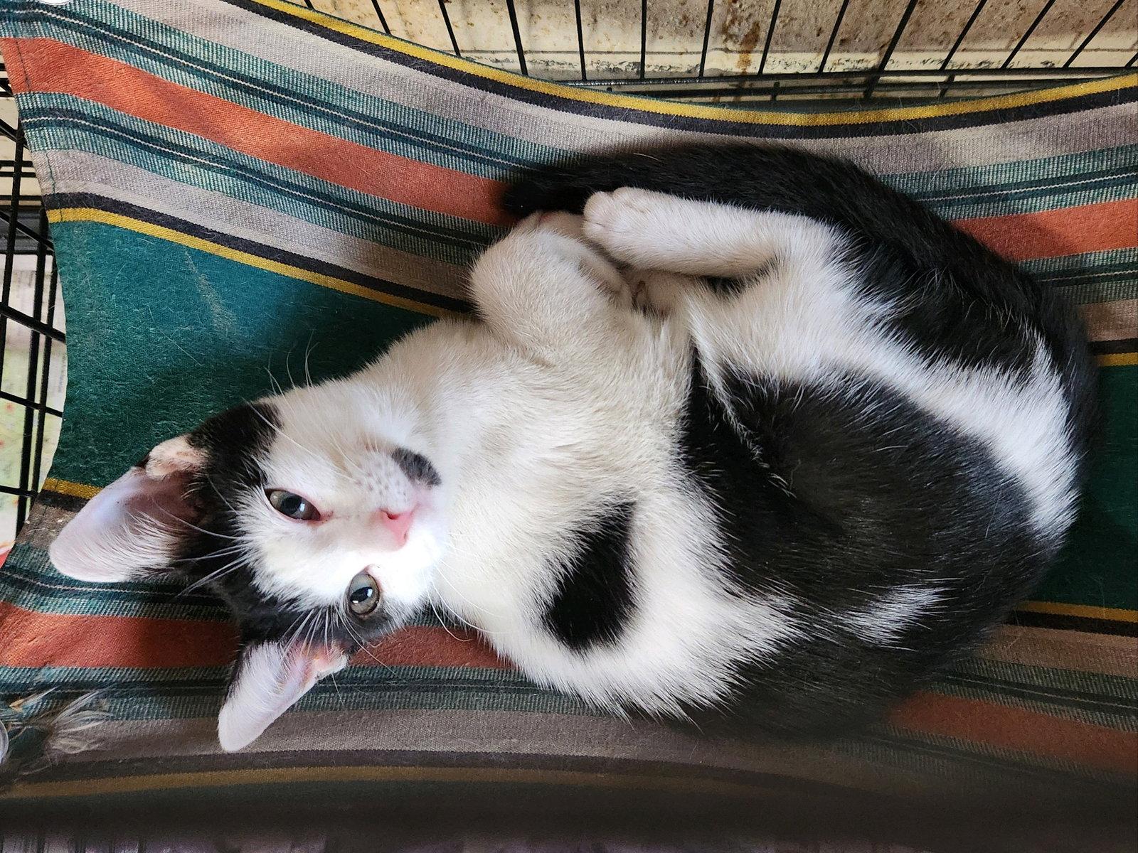 Enlarge Oleo, a Adopted Domestic Short Hair in Apollo, PA image 1/2