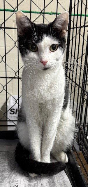 Enlarge Oleo, a Adopted Domestic Short Hair in Apollo, PA image 2/2