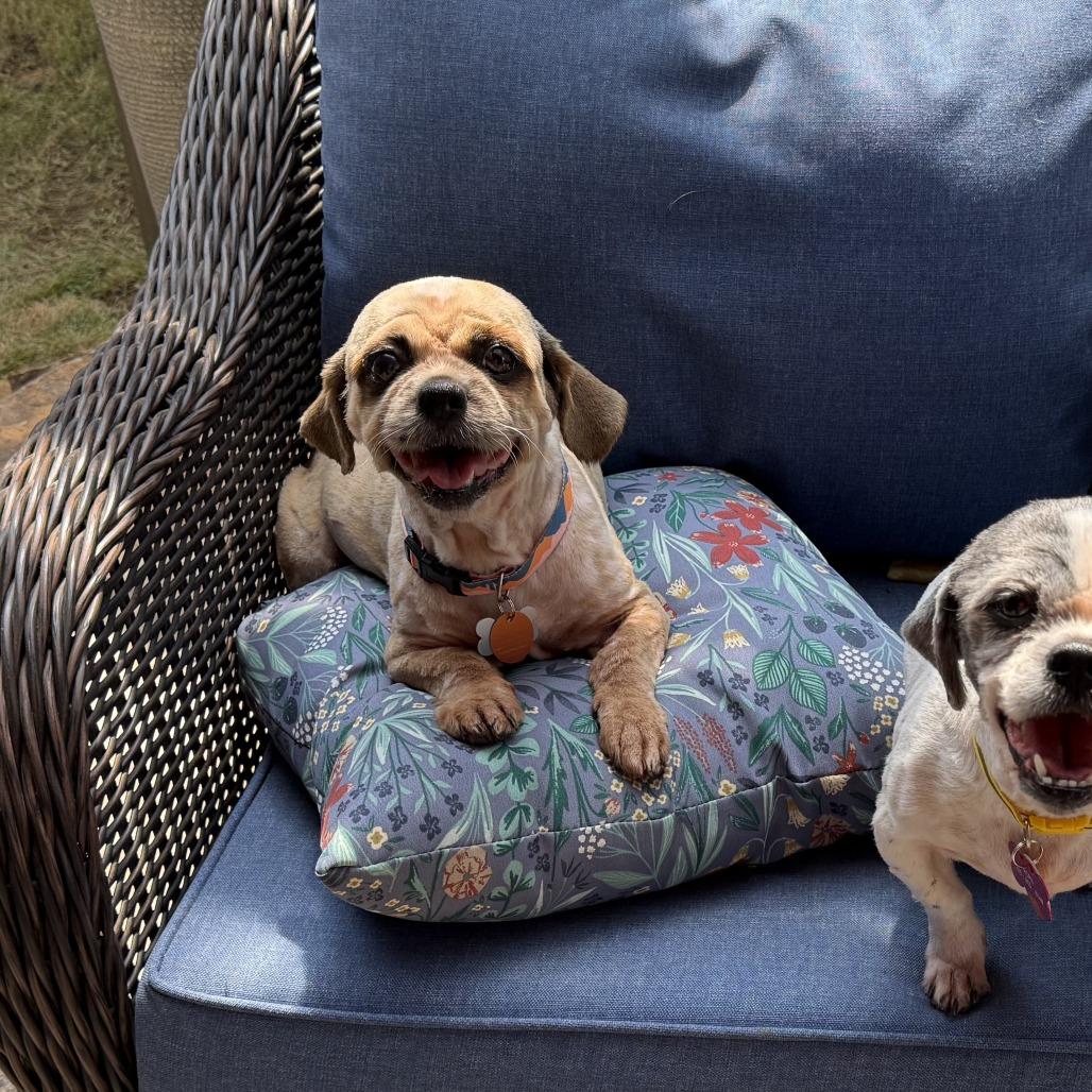 Roxy Ann, Adoptable, Senior Female Shih Tzu & Mixed Breed.