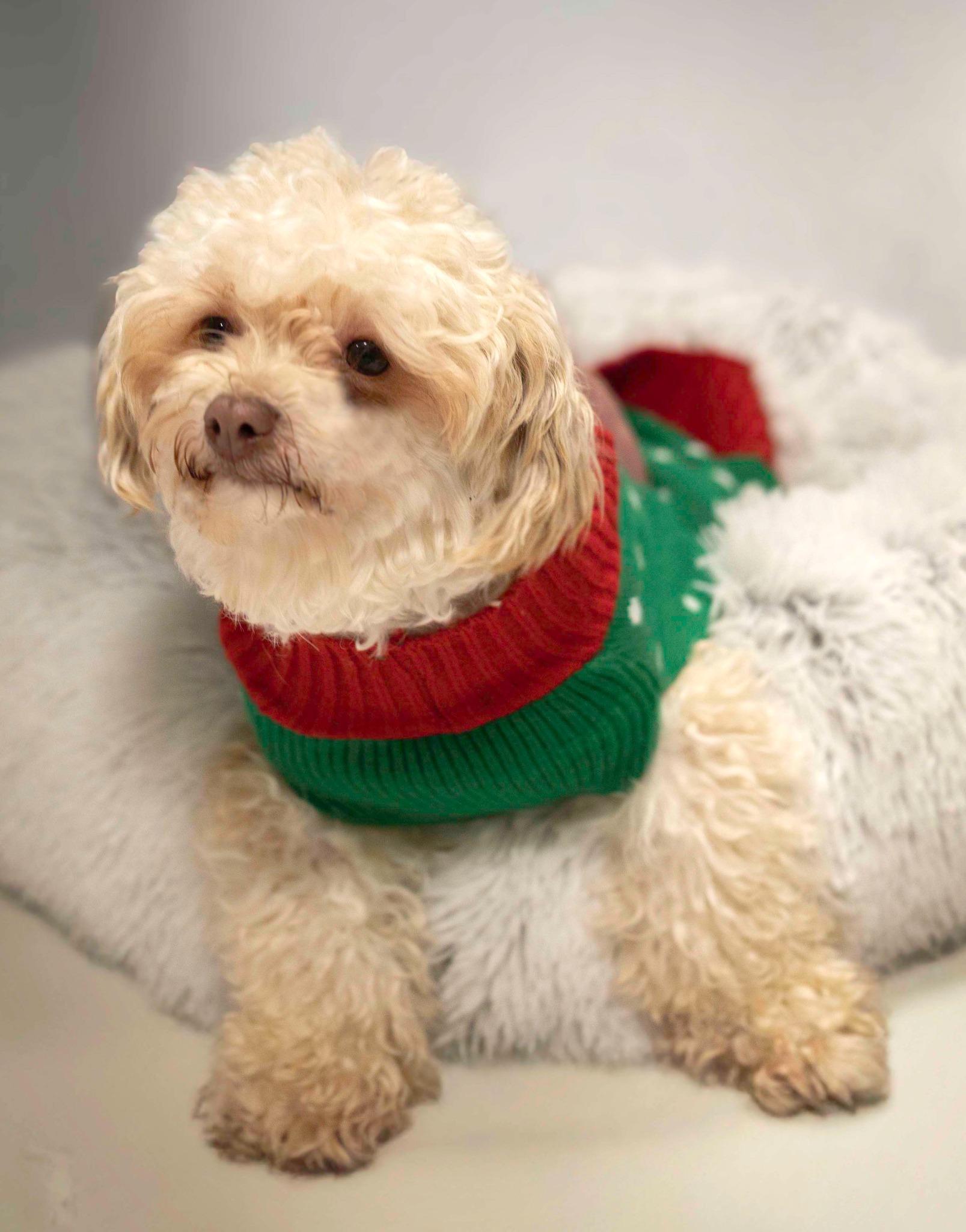 Schnapps, adopted, Young Male Miniature Poodle.