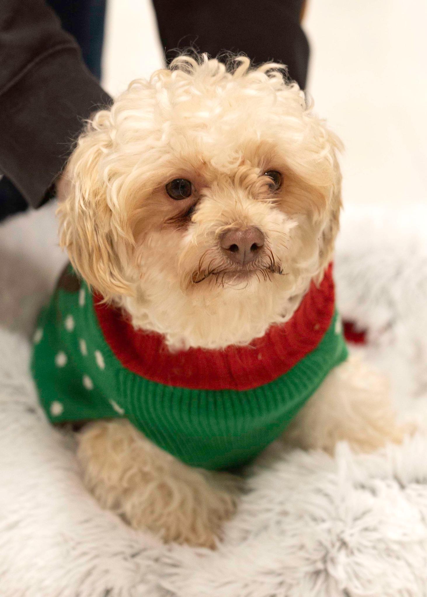 Enlarge Schnapps, an adopted mixed breed in West Richland, WA image 2/6