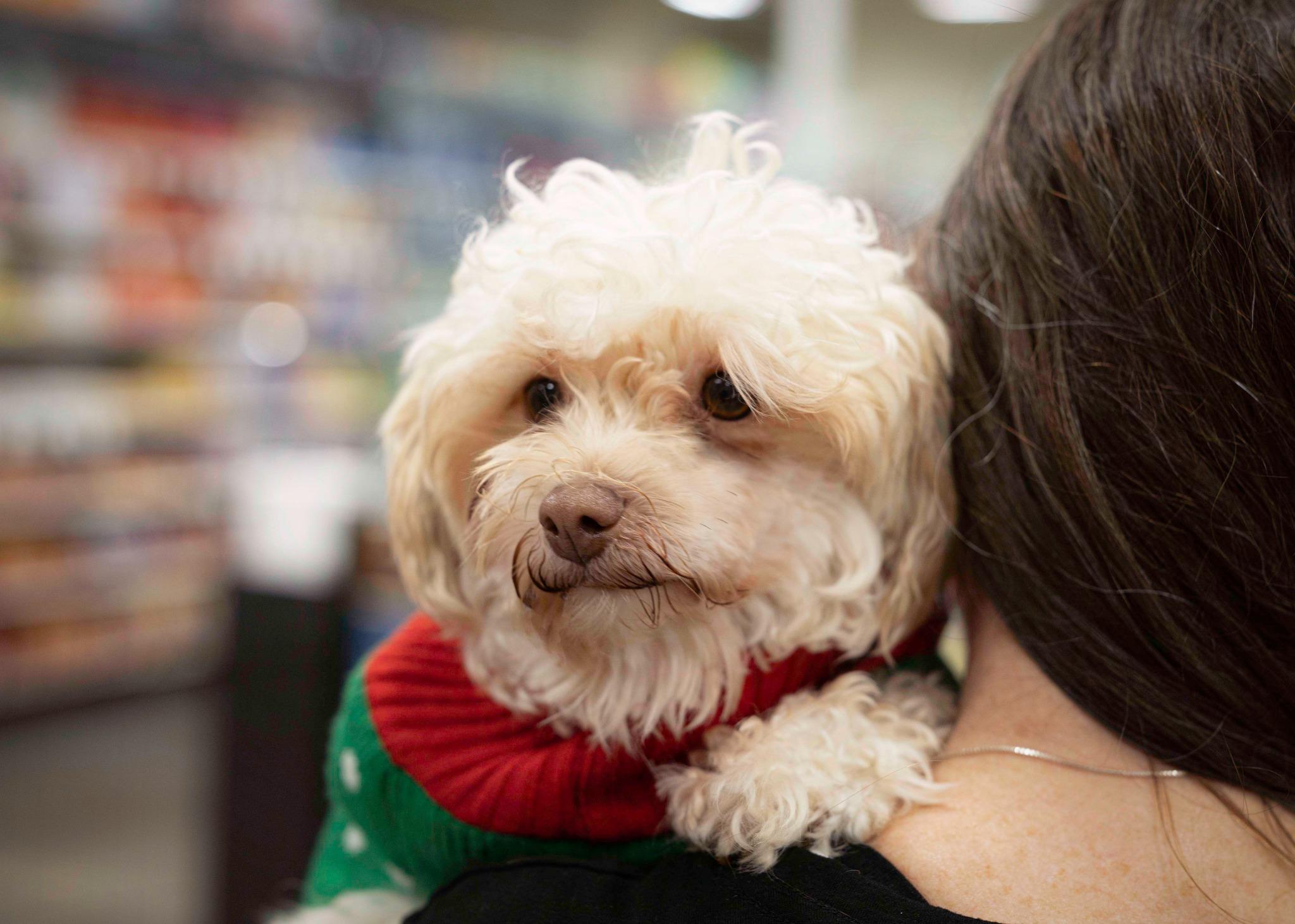 Schnapps thumbnail 2