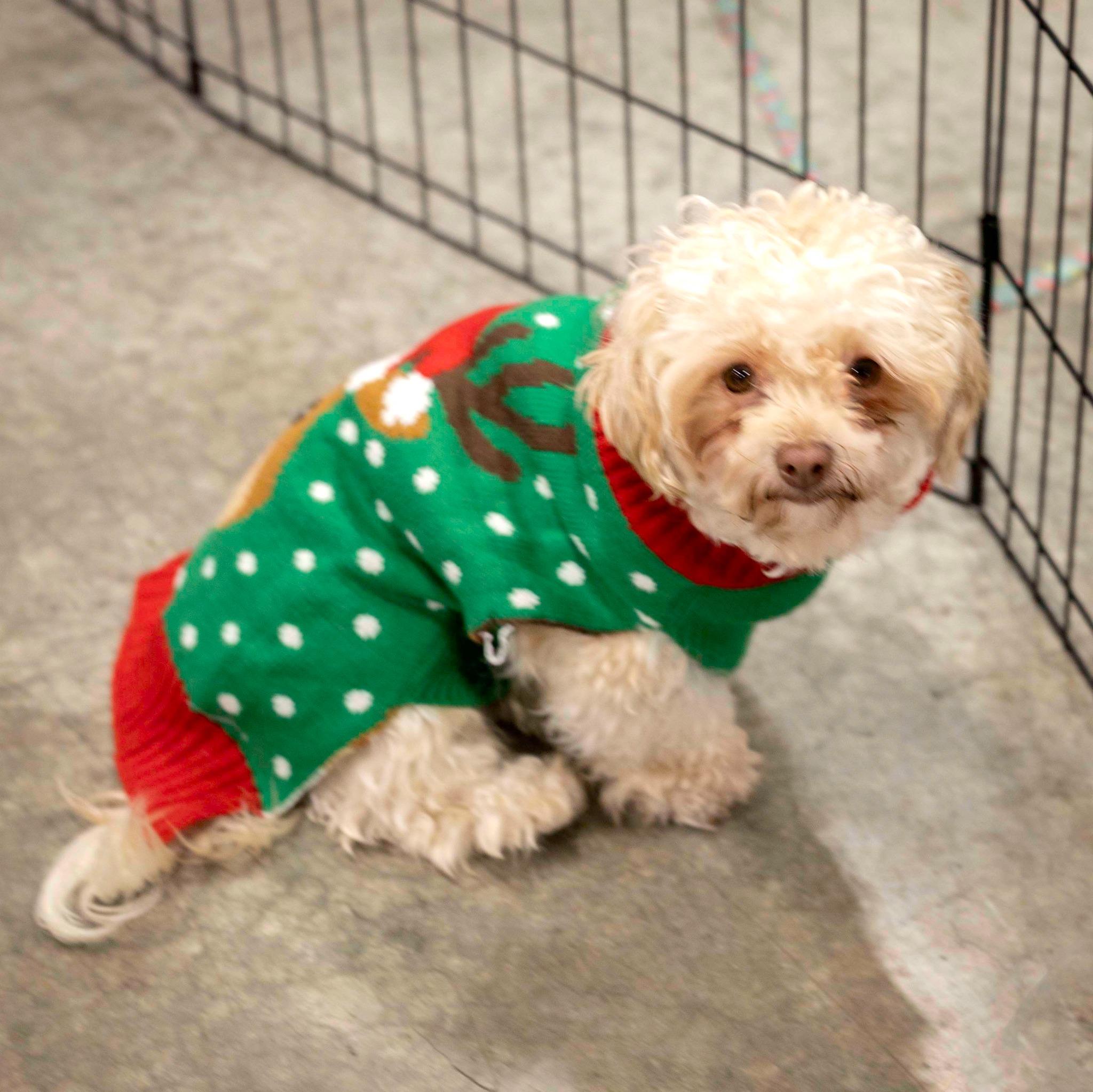 Enlarge Schnapps, an adopted mixed breed in West Richland, WA image 6/6