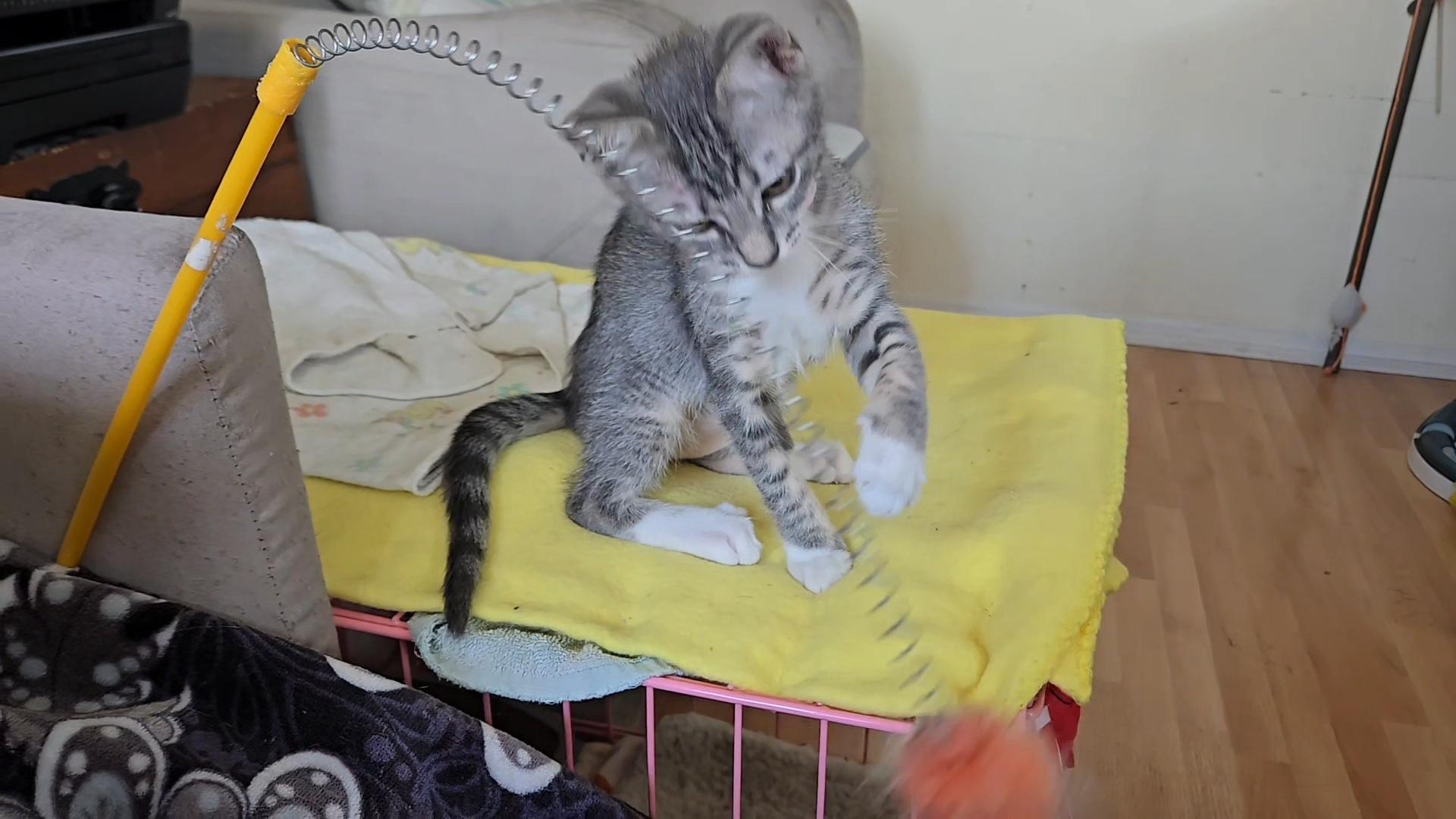 Enlarge Moana, an adopted mixed breed in Redondo Beach, CA image 2/2