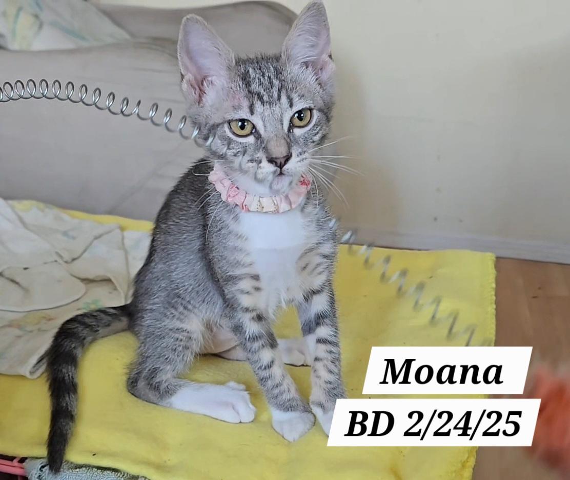 Enlarge Moana, an adopted mixed breed in Redondo Beach, CA image 1/2