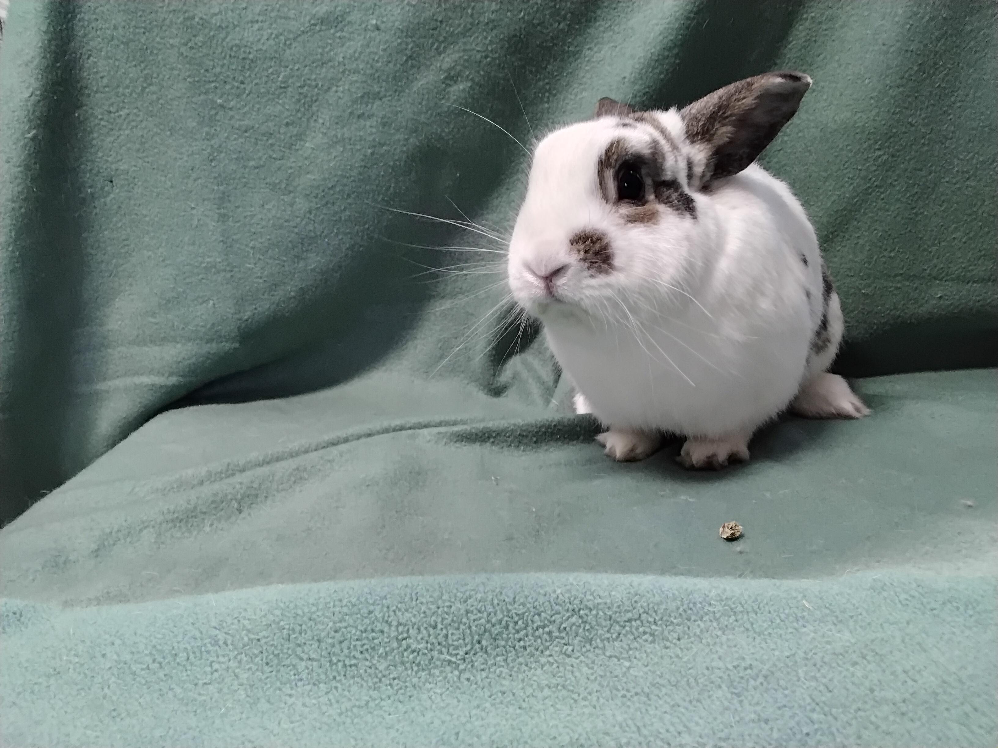 Nile, adopted, Adult Male English Spot.