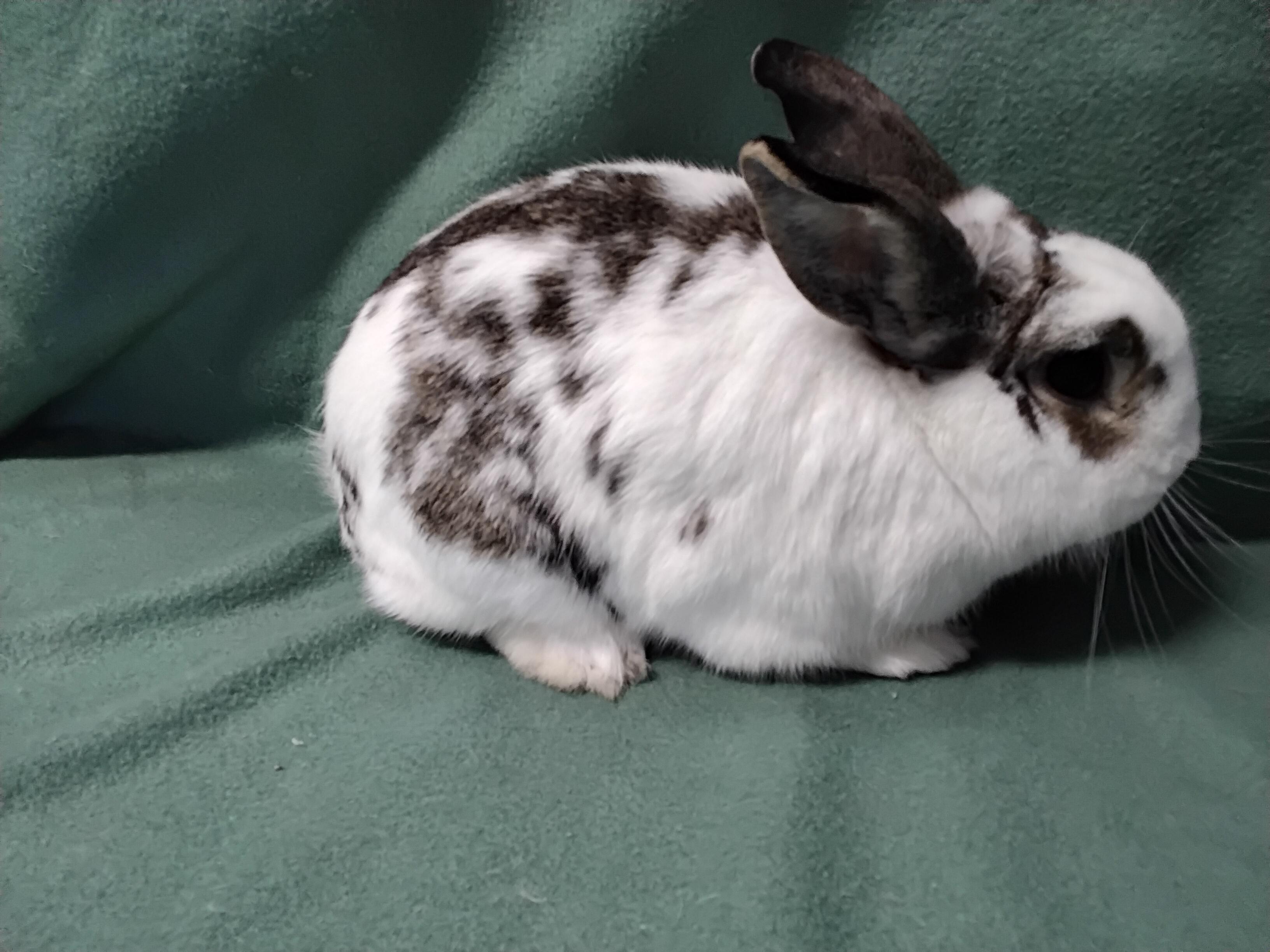 Enlarge Nile, an adopted English Spot in Erie, PA image 2/3