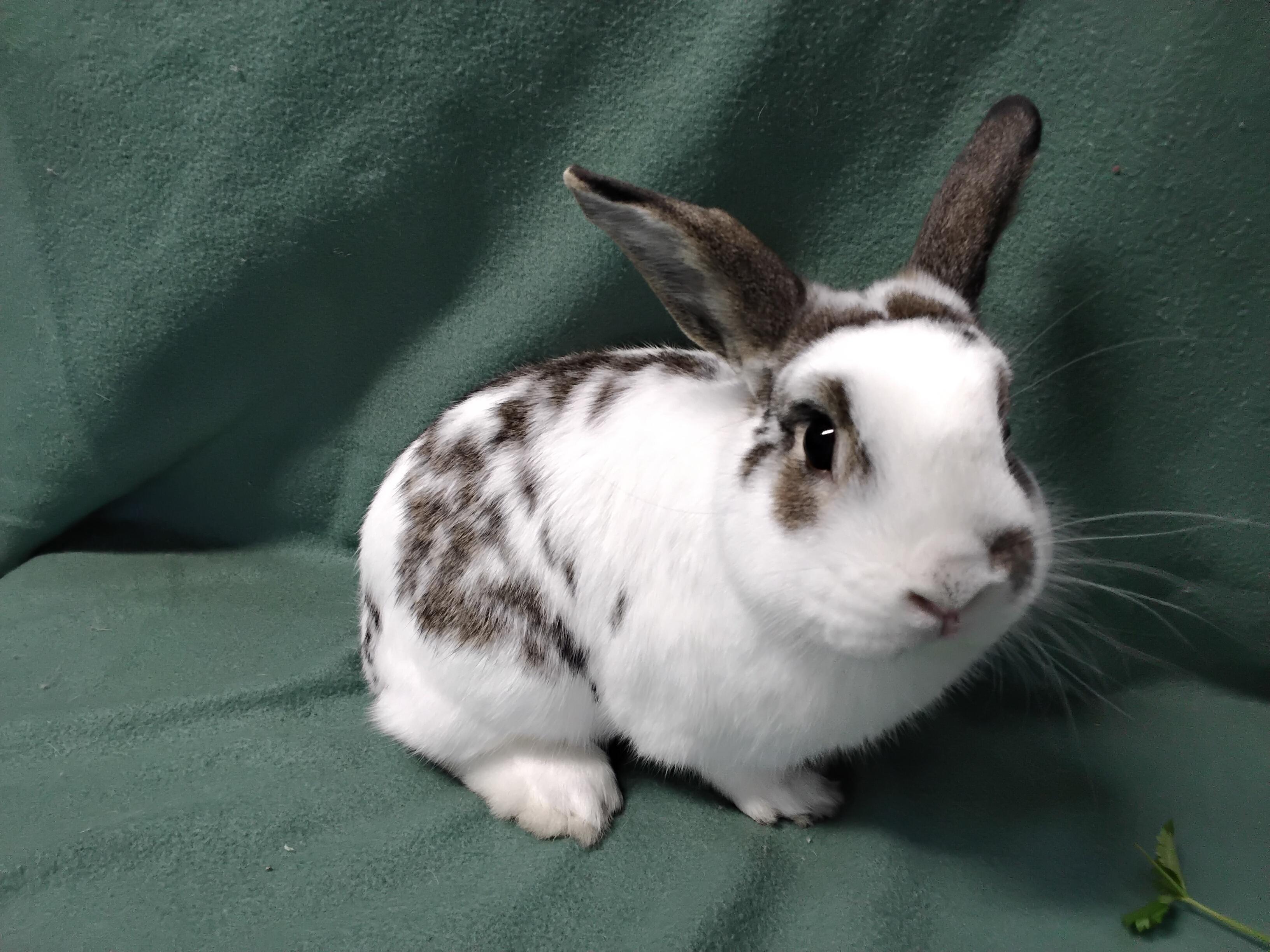 Enlarge Nile, an adopted English Spot in Erie, PA image 3/3