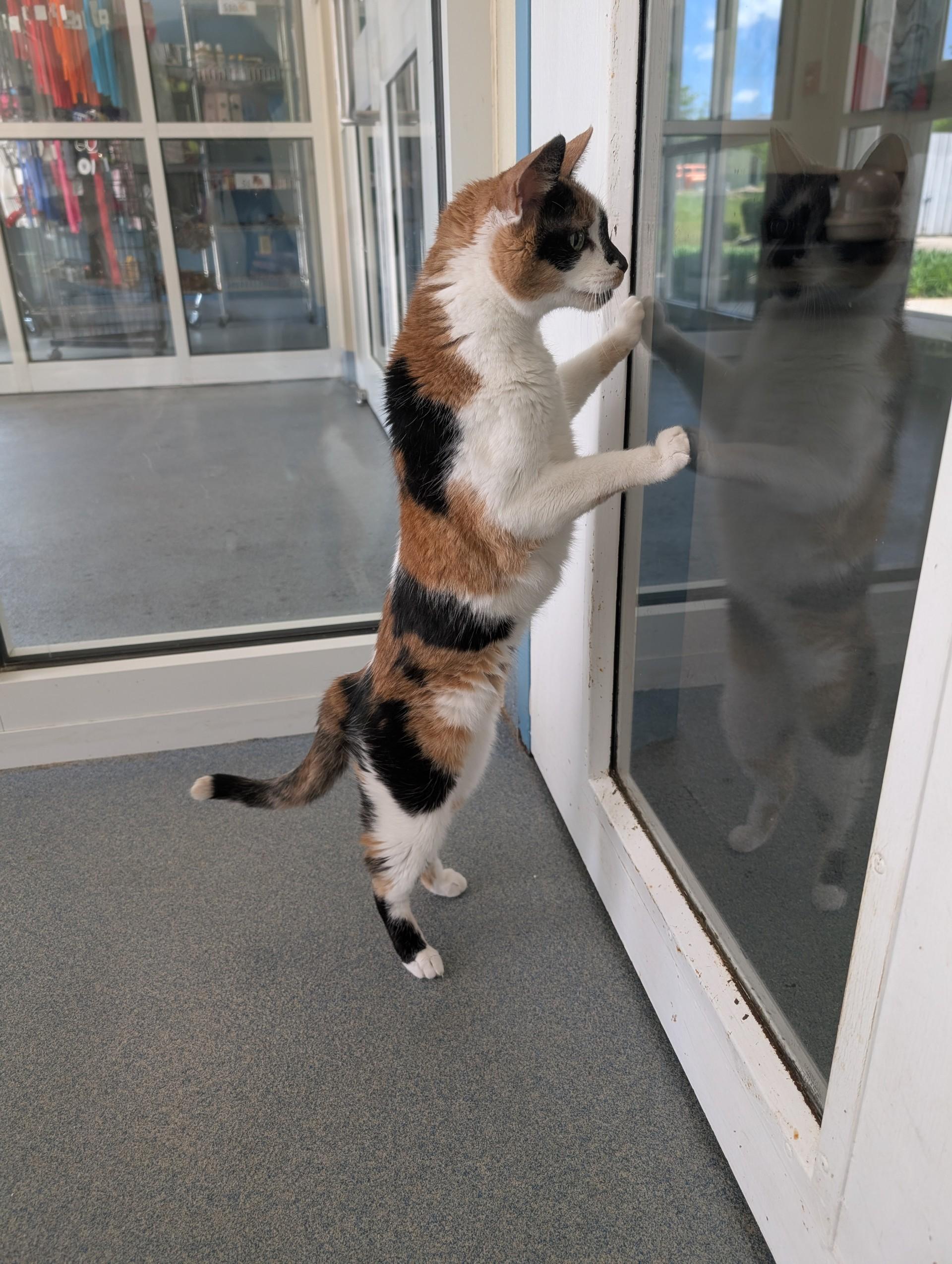 Lacey, a ADOPTABLE Domestic Short Hair in Suffolk, VA image 2/2