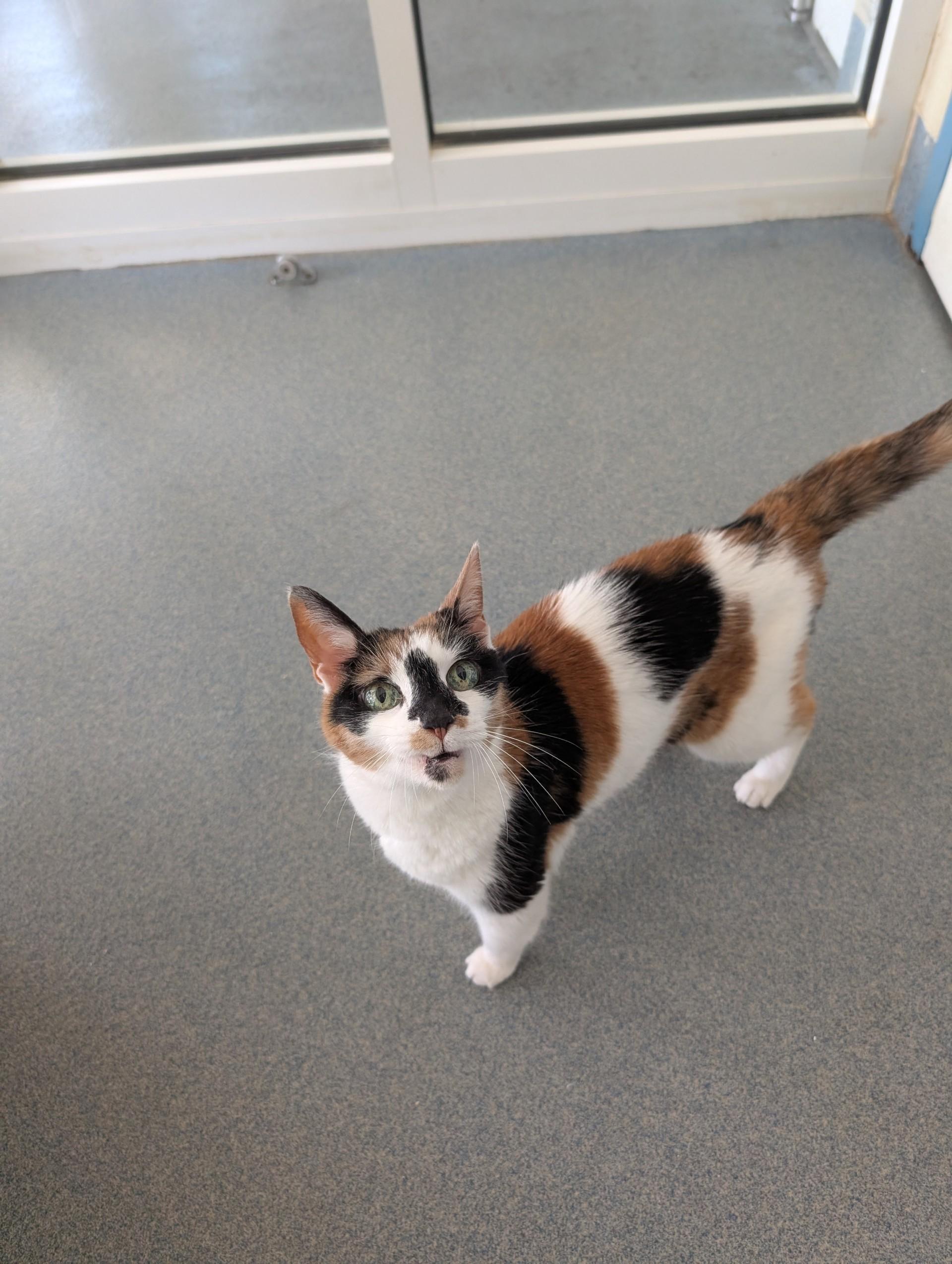Lacey, ADOPTABLE, Senior Female Domestic Short Hair.