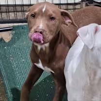 BW, an adopted mixed breed in Watertown, CT image 2/4