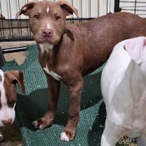 BW, an adopted mixed breed in Watertown, CT image 1/4