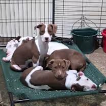 BW, an adopted mixed breed in Watertown, CT image 4/4