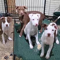 BW, an adopted mixed breed in Watertown, CT image 3/4