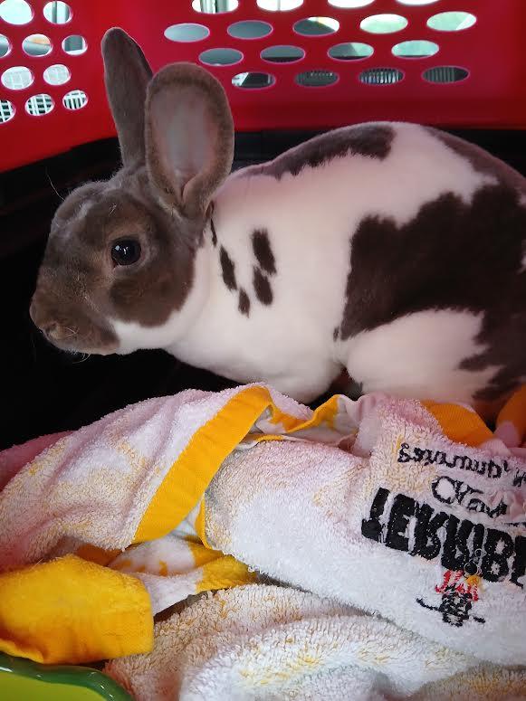 Pepp, Adoptable, Adult Male Mini Rex.