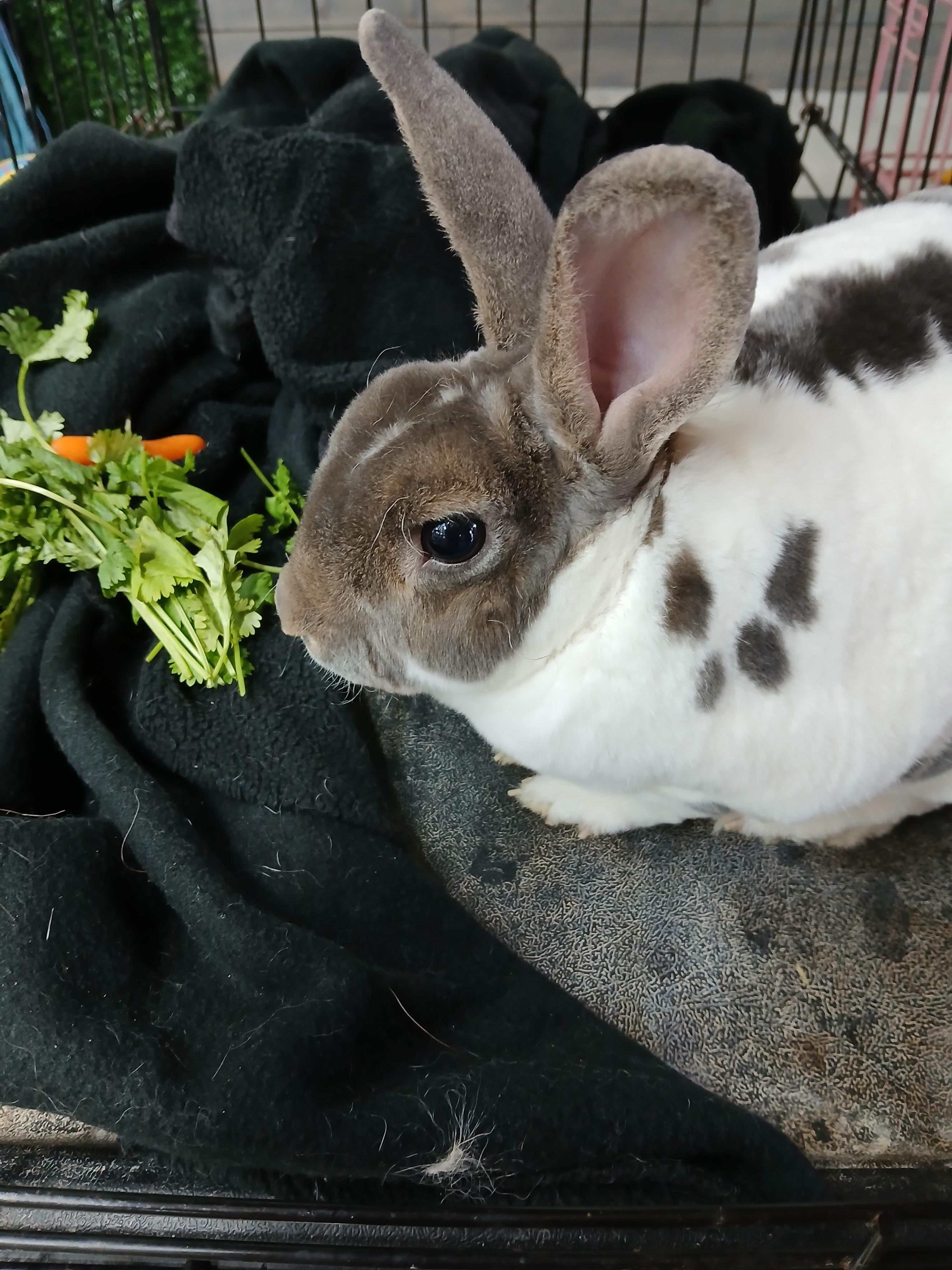 Pepp, a Adoptable Mini Rex in Dearborn, MO image 2/2