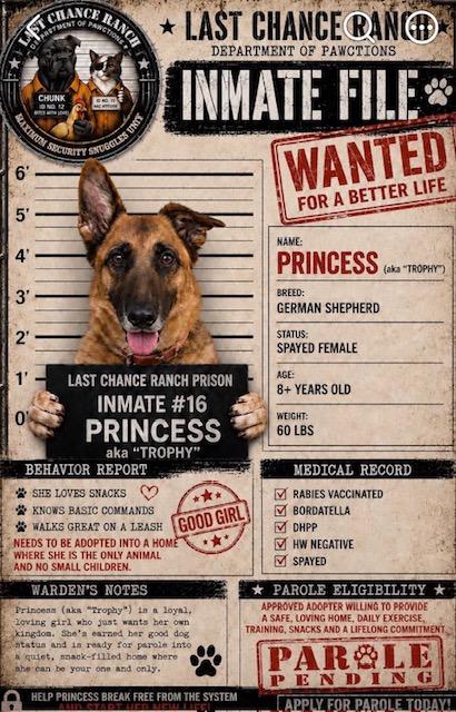 Princess aka Trophy, ADOPTABLE, Senior Female German Shepherd Dog.