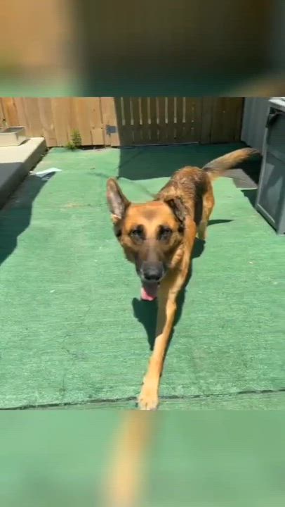 Enlarge Princess aka Trophy, a ADOPTABLE German Shepherd Dog in Aiken, SC video 3/3
