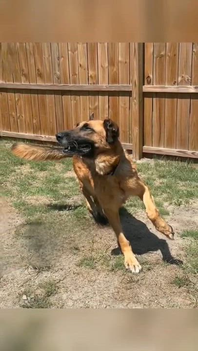 Enlarge Princess aka Trophy, a ADOPTABLE German Shepherd Dog in Aiken, SC video 2/3