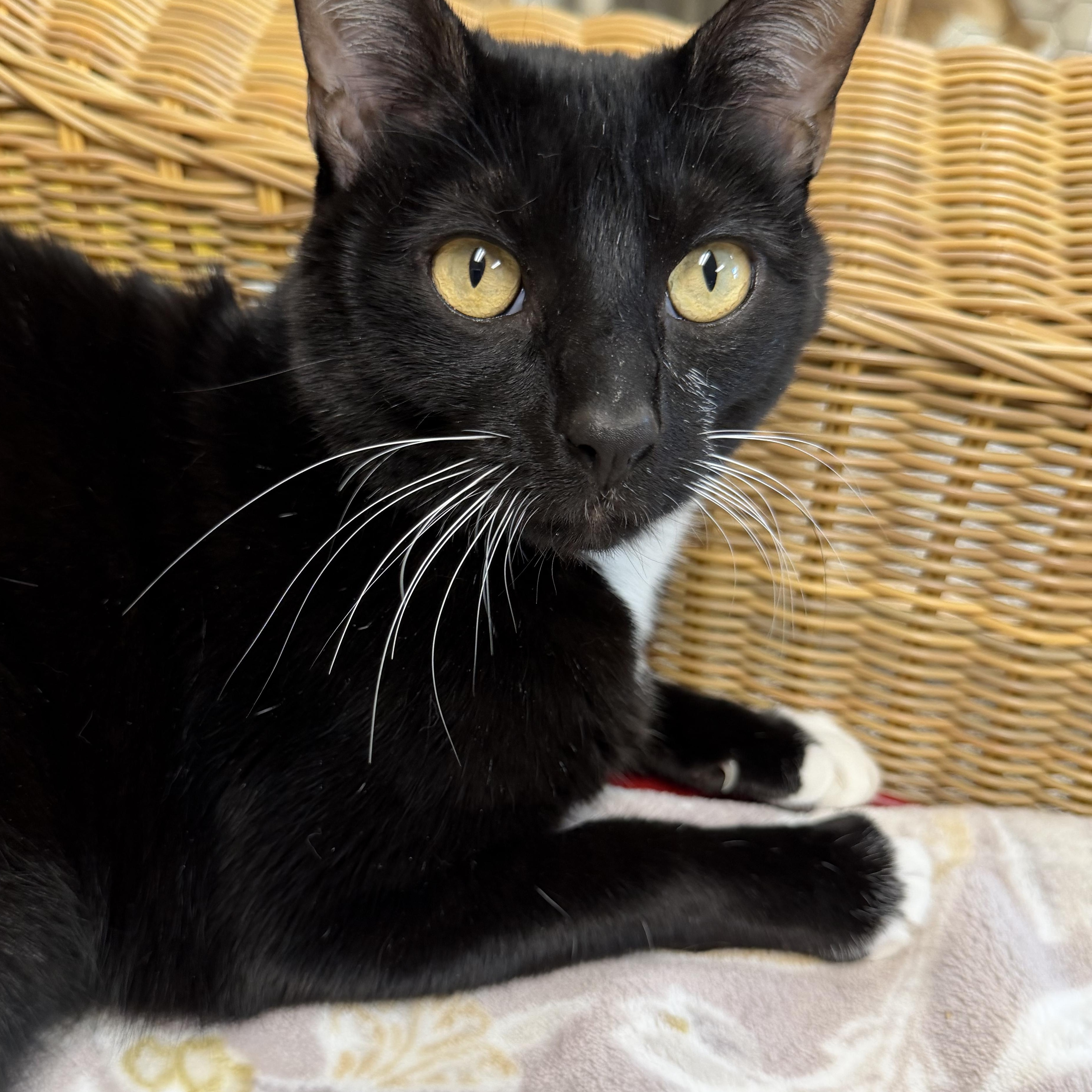 Enlarge Perry, an adopted Domestic Short Hair in Fernandina Beach, FL image 3/5