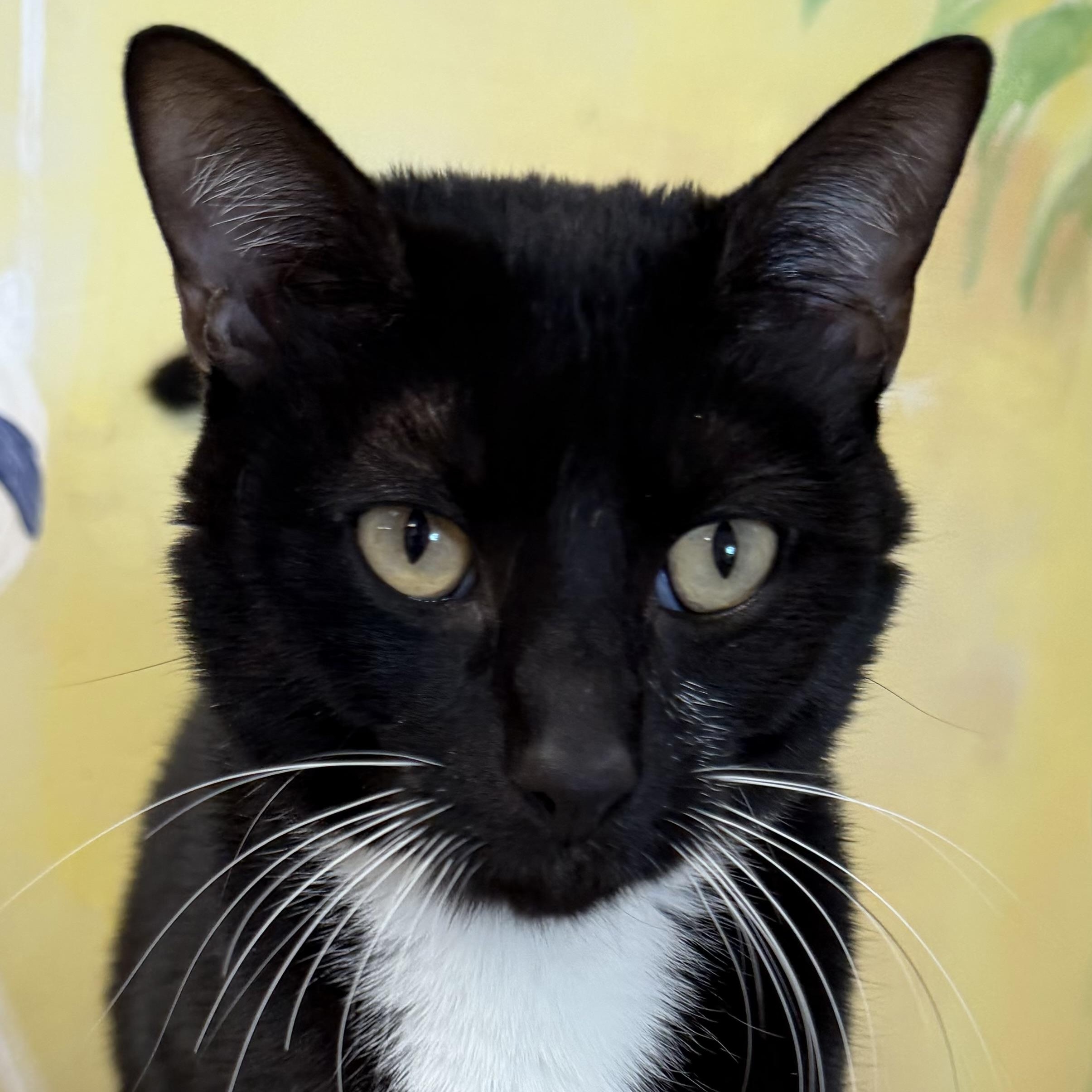 Enlarge Perry, an adopted Domestic Short Hair in Fernandina Beach, FL image 1/5