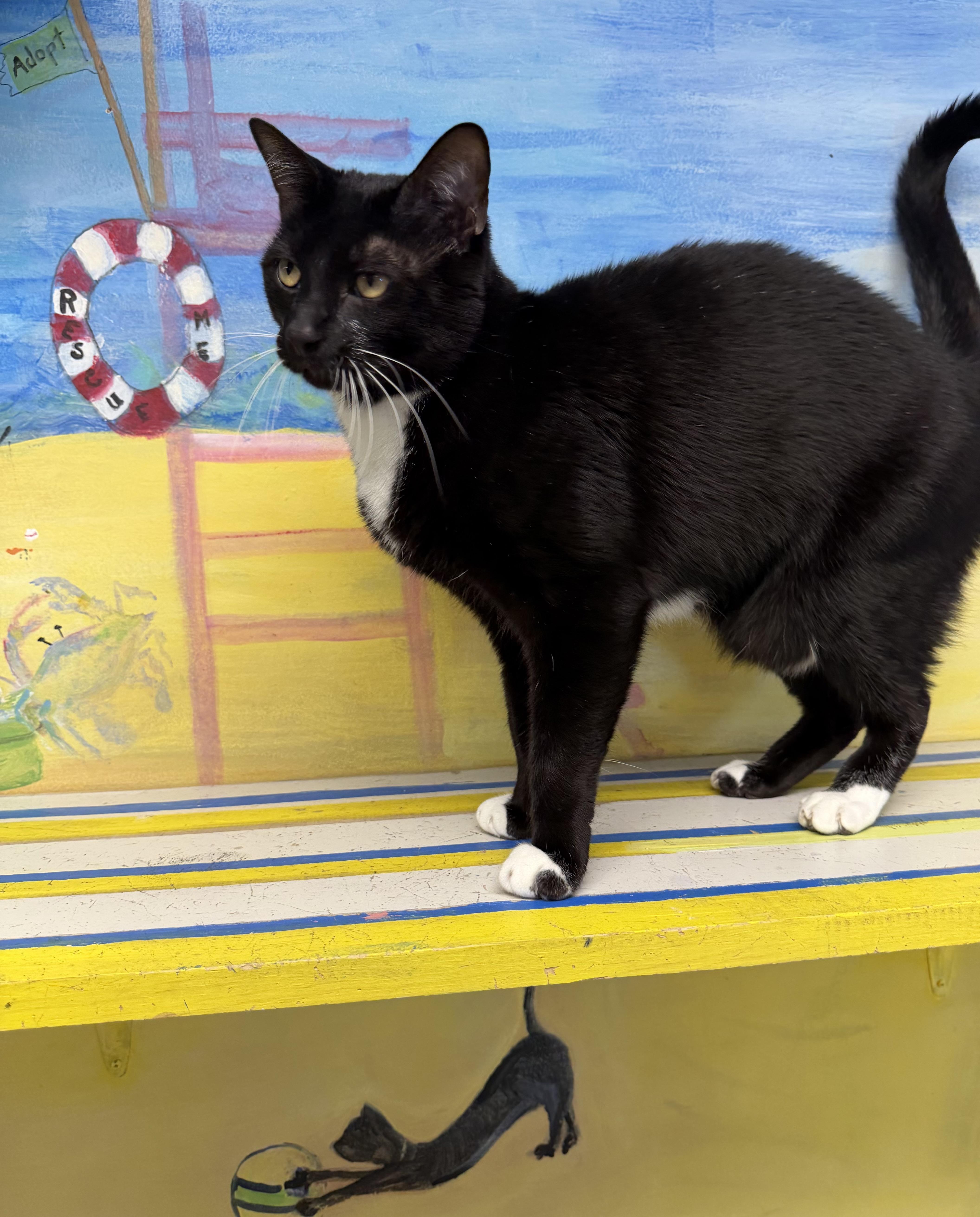 Enlarge Perry, an adopted Domestic Short Hair in Fernandina Beach, FL image 2/5
