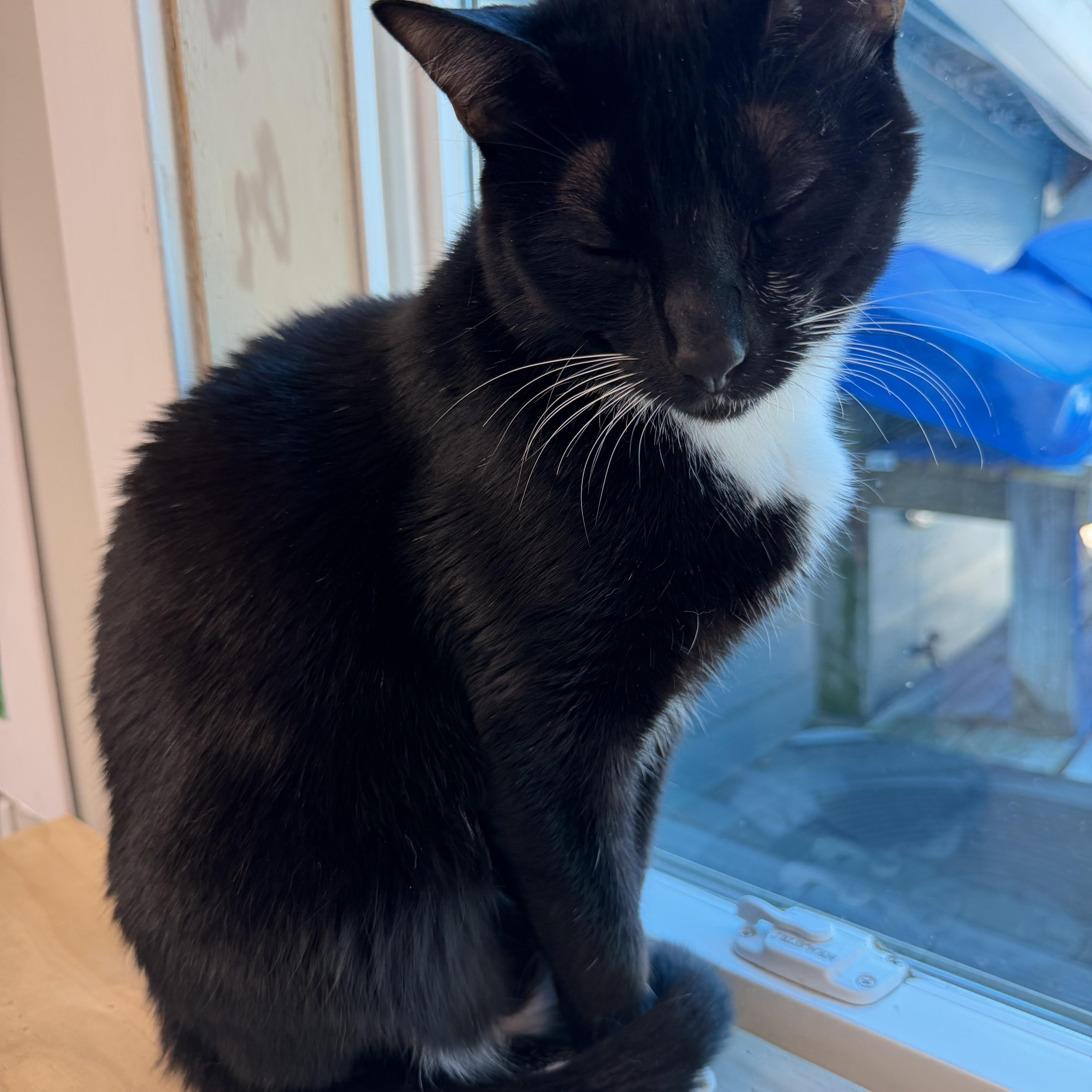 Enlarge Perry, an adopted Domestic Short Hair in Fernandina Beach, FL image 5/5