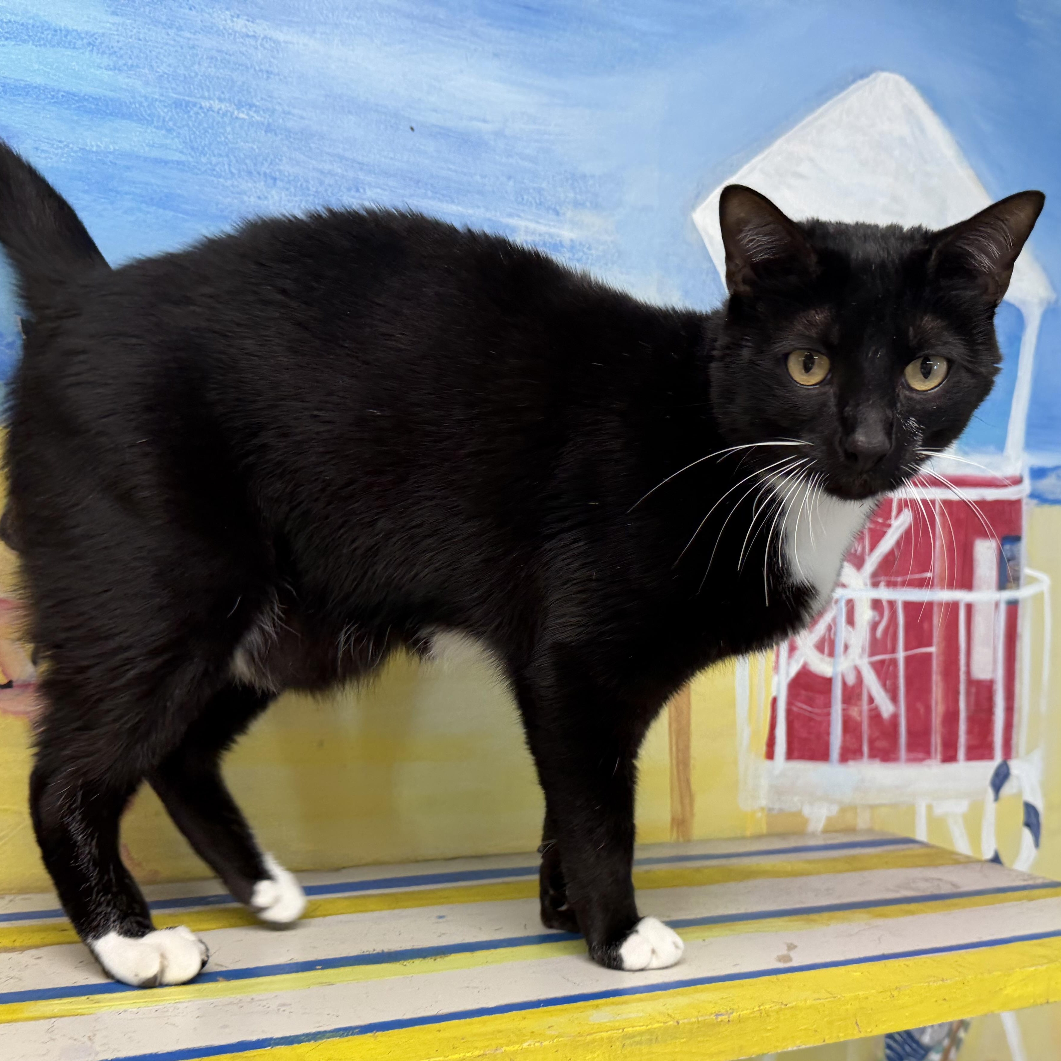 Enlarge Perry, an adopted Domestic Short Hair in Fernandina Beach, FL image 4/5