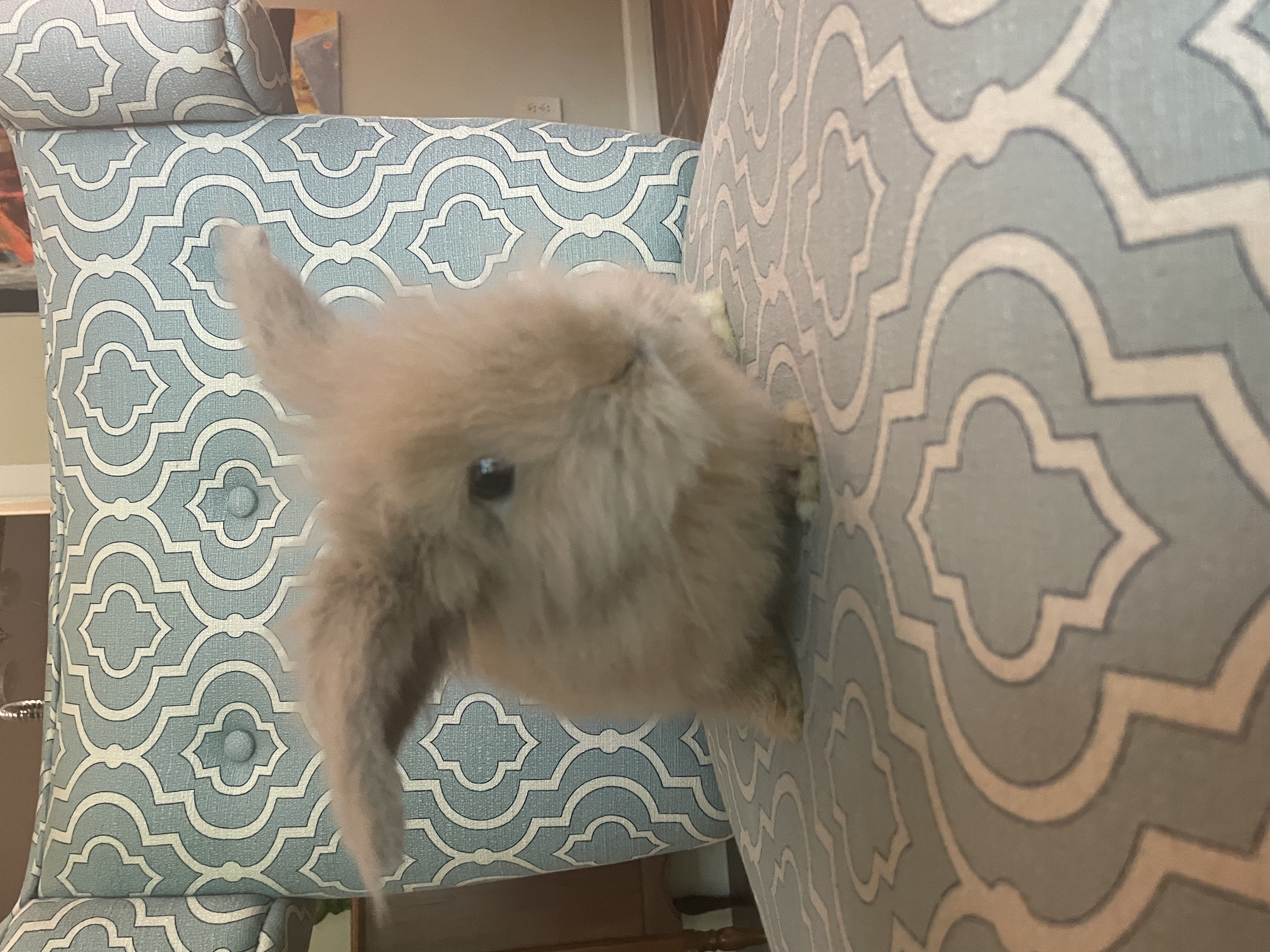 Enlarge Phoebe, a Adopted Lionhead in Grapevine, TX image 1/3