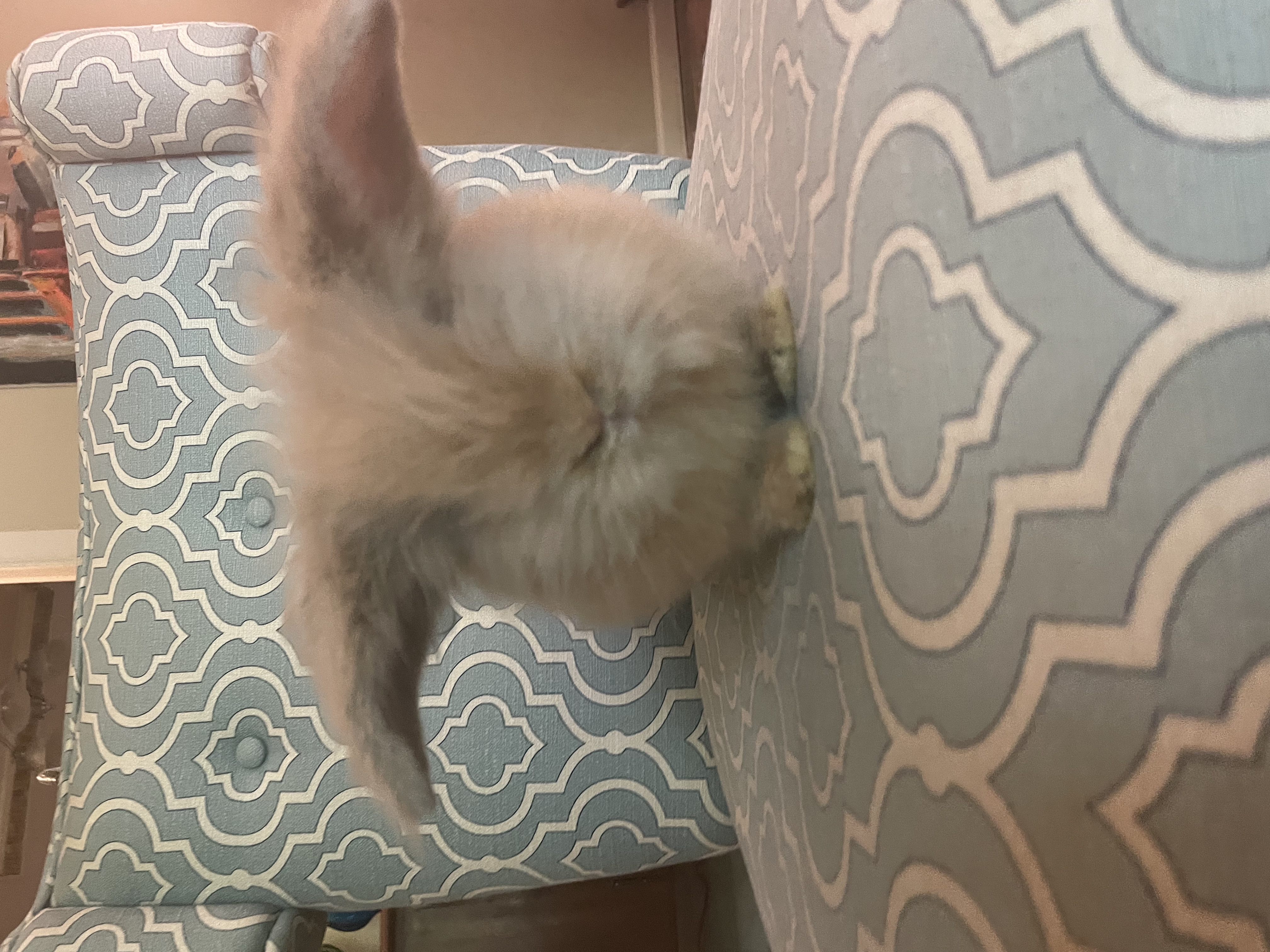 Enlarge Phoebe, a Adopted Lionhead in Grapevine, TX image 2/3