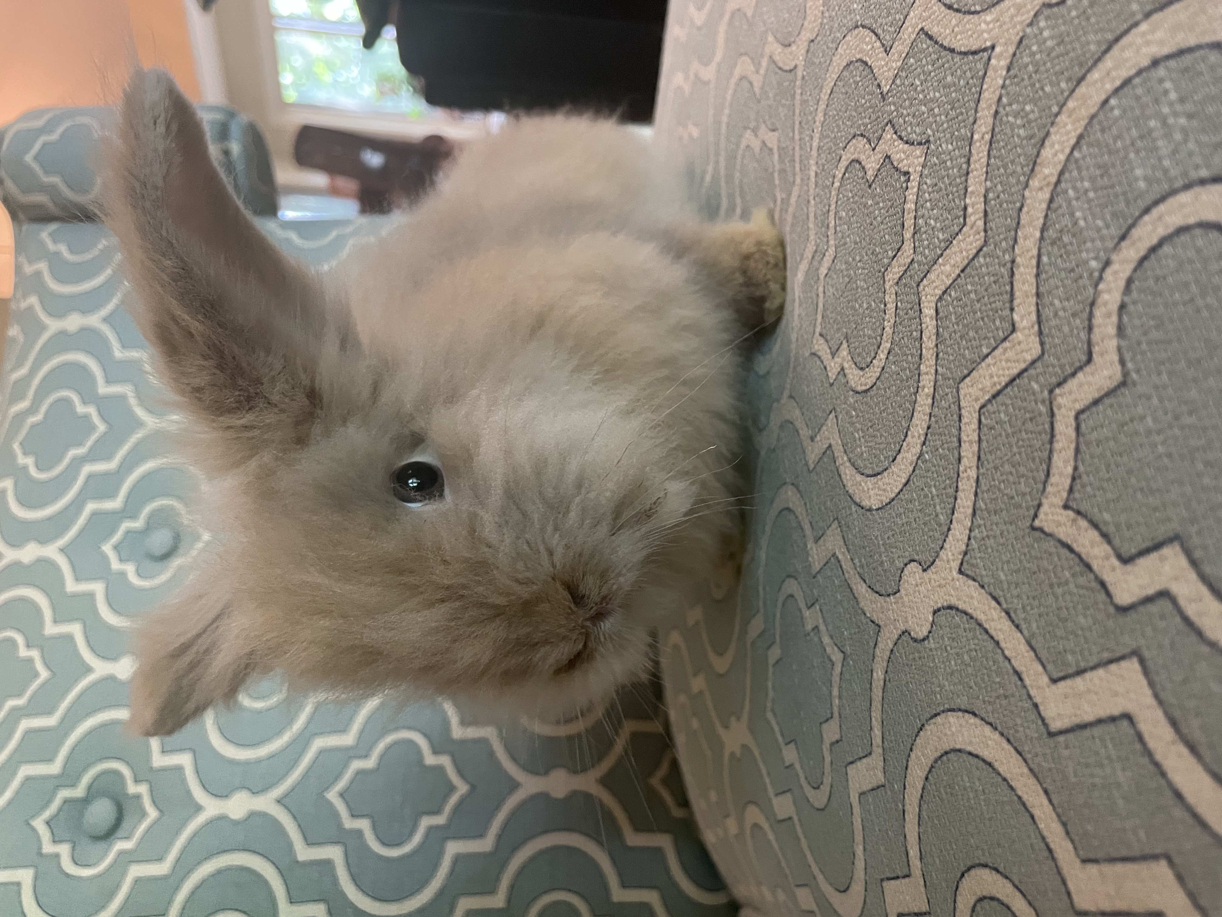 Enlarge Phoebe, a Adopted Lionhead in Grapevine, TX image 3/3