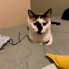 Enlarge Hobbes C006752, a Adoptable Snowshoe in Prosper, TX image 3/4