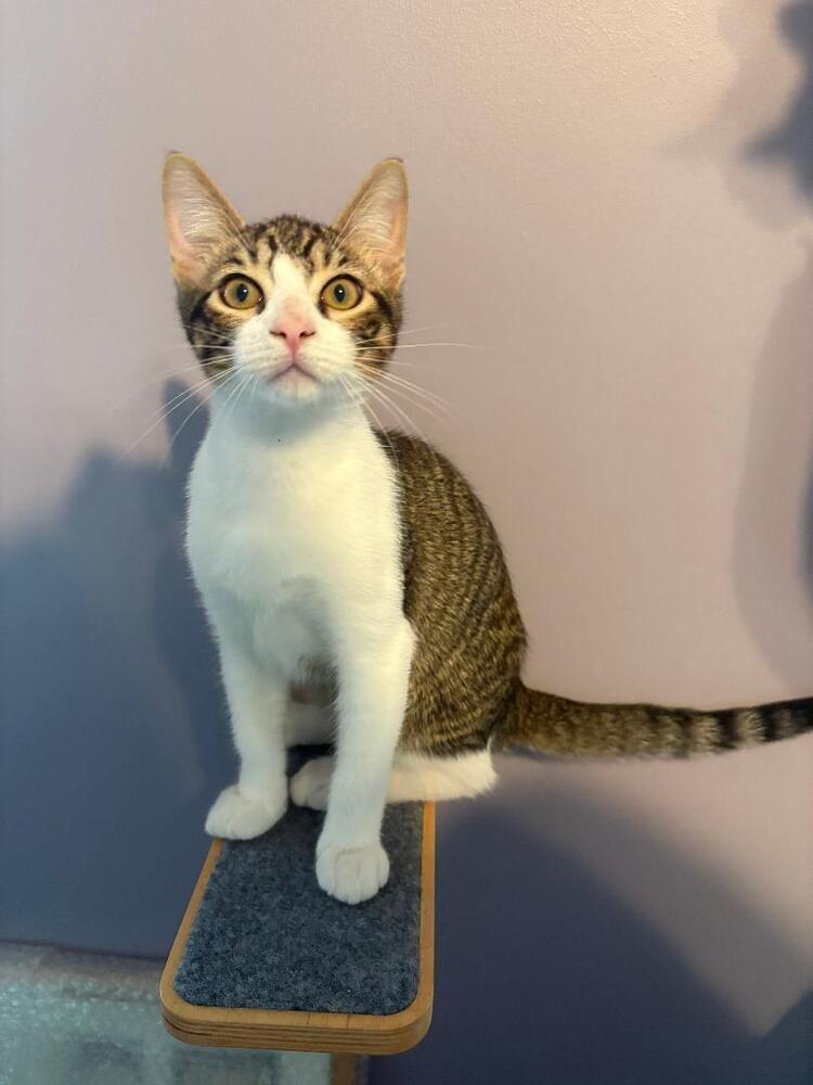 Reese, Adoptable, Kitten Male Domestic Short Hair.