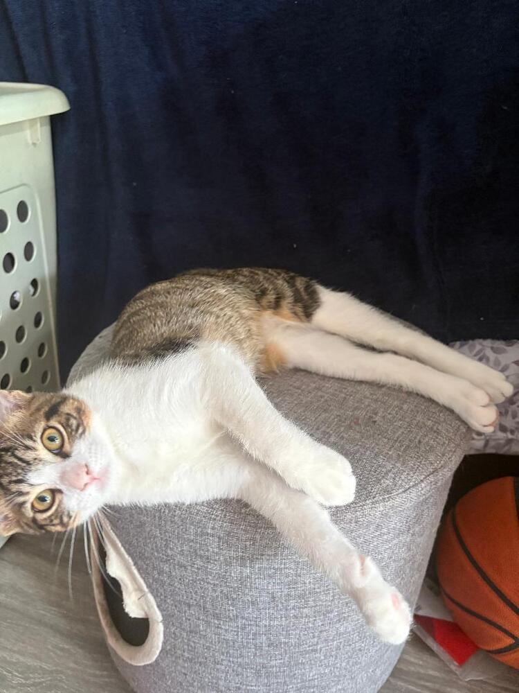 Enlarge Reese, a Adoptable Domestic Short Hair in Oceanside, CA image 2/5