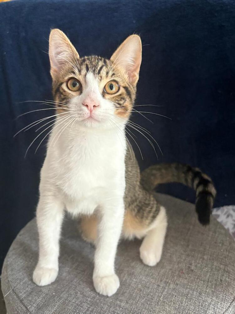 Enlarge Reese, a Adoptable Domestic Short Hair in Oceanside, CA image 3/5