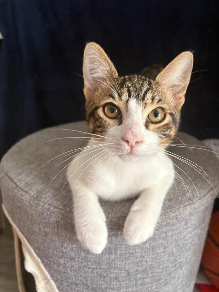 Enlarge Reese, a Adoptable Domestic Short Hair in Oceanside, CA image 4/5