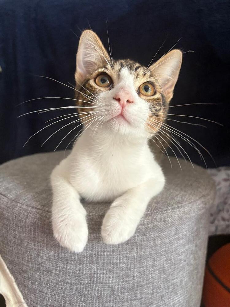 Enlarge Reese, a Adoptable Domestic Short Hair in Oceanside, CA image 5/5