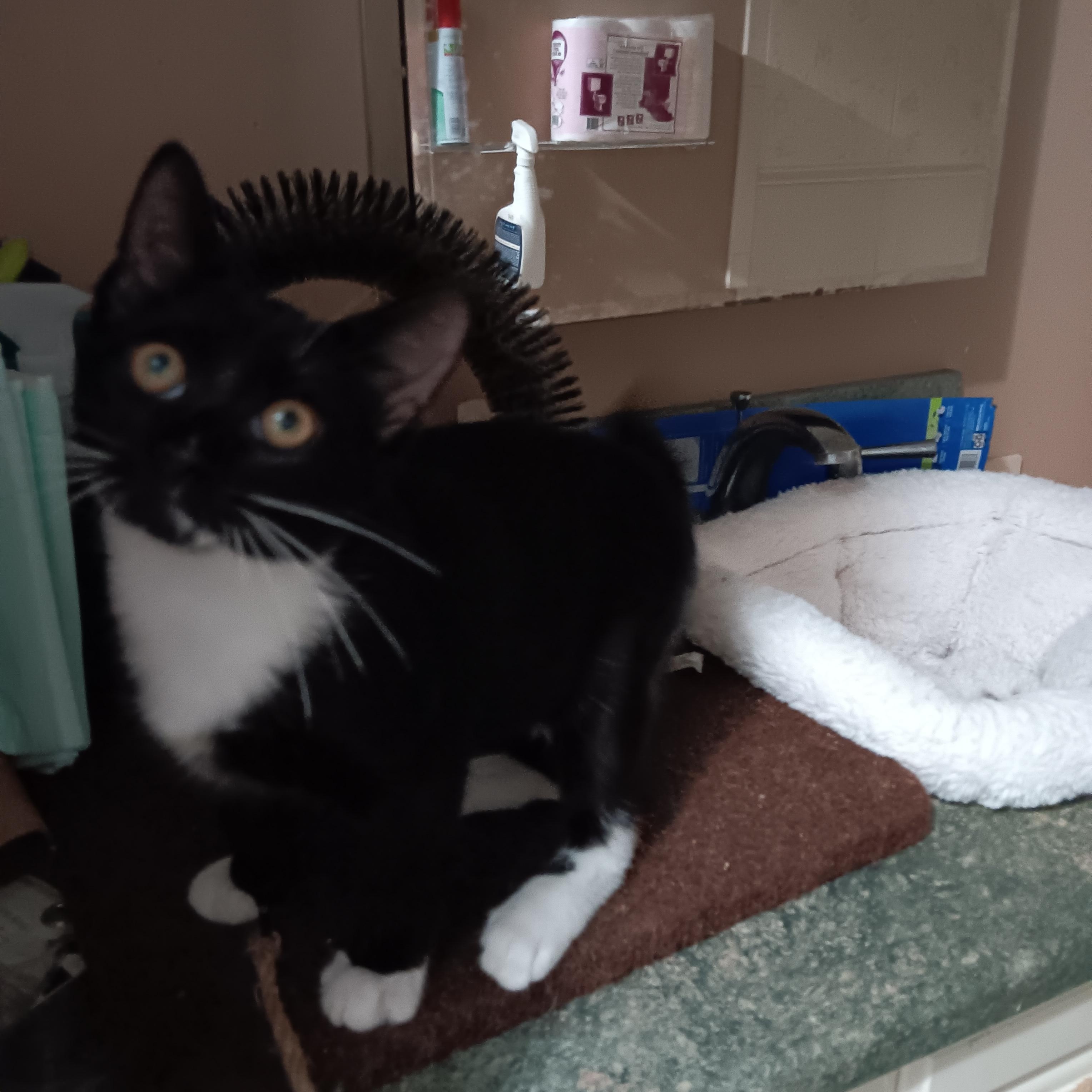 Enlarge Socks, a ADOPTABLE Domestic Short Hair in Melrose, MA image 3/3