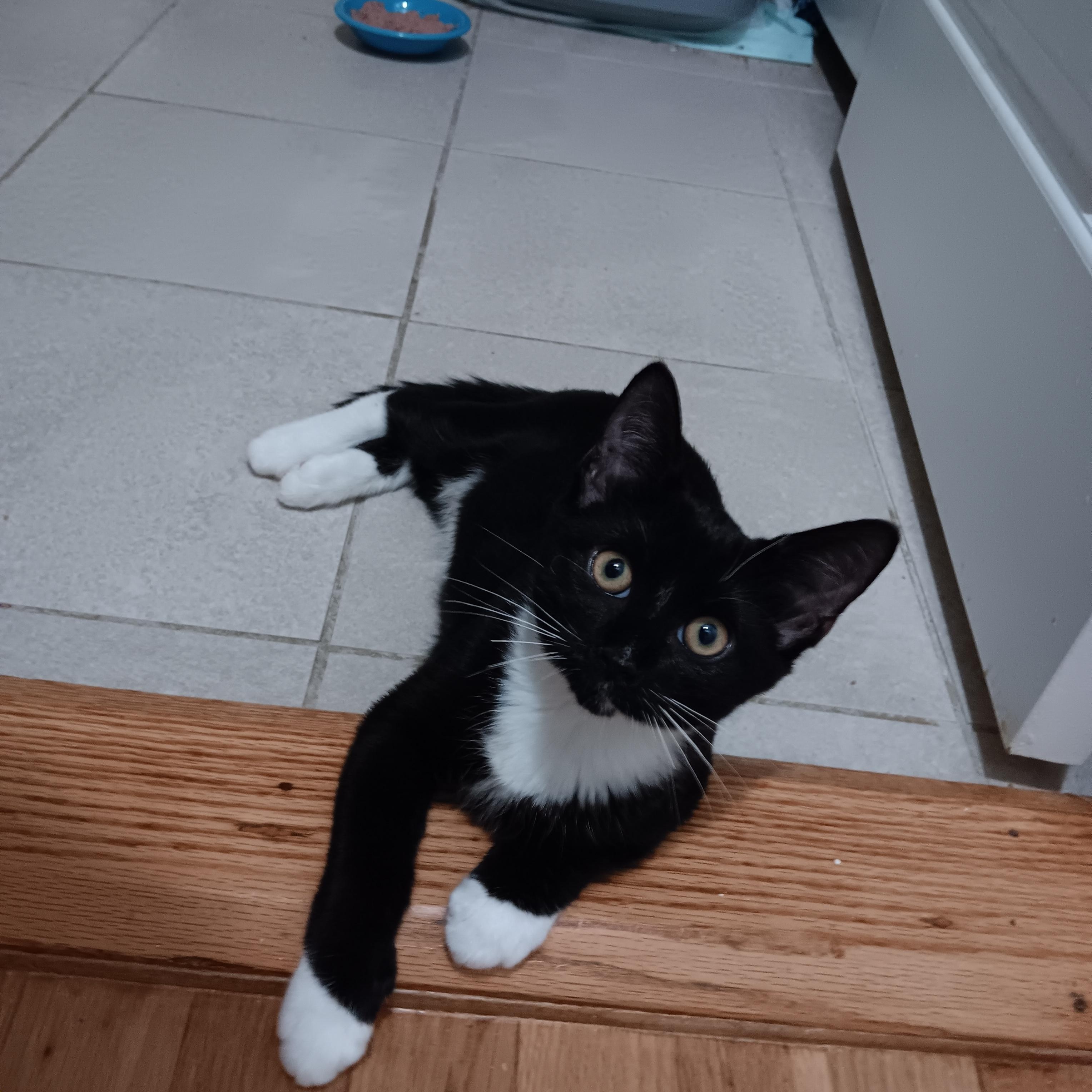 Socks, ADOPTABLE, Kitten Male Domestic Short Hair.